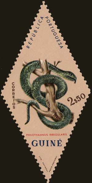 Colnect-4489-198-Common-Bush-Snake-Philothamnus-irregularis.jpg