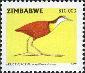 Colnect-555-297-African-Jacana-Actophilornis-africanus.jpg