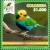 Colnect-5965-092-Multicolored-Tanager-Chlorochrysa-nitidissima.jpg