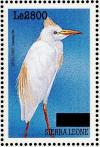 Colnect-3561-475-Western-Cattle-Egret-nbsp--nbsp--nbsp--nbsp-Bubulcus-ibis.jpg