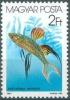 Colnect-604-523-Threadfin-Rainbowfish-Iriatherina-werneri.jpg