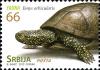 Colnect-4978-349-European-Pond-Turtle-Emys-orbicularis.jpg
