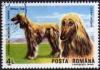 Colnect-745-365-Afghan-Hound-Canis-lupus-familiaris.jpg