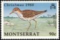 Colnect-1785-039-Spotted-Sandpiper-Actitis-macularius.jpg