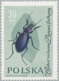 Colnect-2665-824-Violet-Ground-Beetle-Carabus-violaceus.jpg