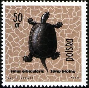 Colnect-2050-985-European-Pond-Turtle-Emys-orbicularis.jpg