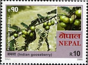 Colnect-550-641-Indian-Gooseberry.jpg