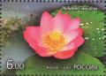 Colnect-2359-178-Nelumbo-nucifera.jpg