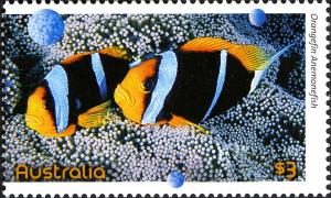 Colnect-910-747-Orange-fin-Anemonefish-Amphiprion-chrysopterus-.jpg