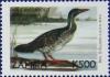 Colnect-488-969-African-Finfoot-Podica-senegalensis.jpg
