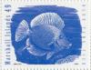 Colnect-2942-997-Blue-Tang-Acanthurus-coeruleus.jpg