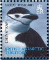 Colnect-4568-882-Chinstrap-Penguin-Pygoscelis-antarcticus.jpg