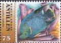 Colnect-4093-127-Bermuda-Blue-Angelfish-Holacanthus-isabelita.jpg