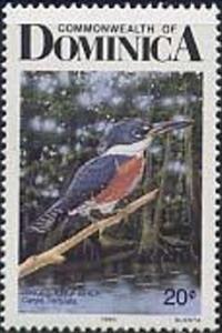 Colnect-2264-764-Ringed-Kingfisher-Ceryle-torquata.jpg