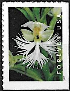 Colnect-6782-285-Eastern-Prairie-Fringed-Orchid-Platanthera-leucophaea.jpg