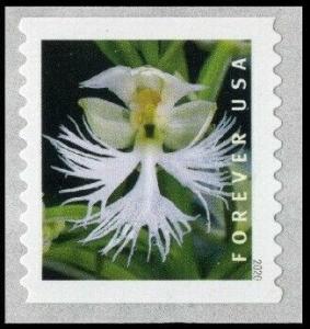 Colnect-6781-773-Eastern-Prairie-Fringed-Orchid-Platanthera-leucophaea.jpg