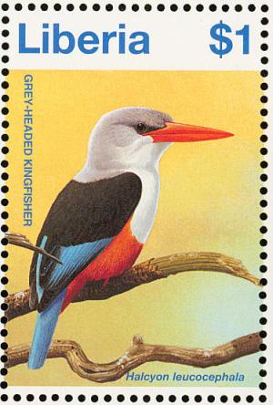 Colnect-1641-804-Grey-headed-Kingfisher-Halcyon-leucocephala.jpg
