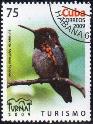 Colnect-1761-447-Bee-Hummingbird-Mellisuga-helenae.jpg