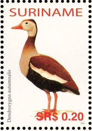 Colnect-3837-070-Black-bellied-Whistling-Duck%C2%A0%C2%A0%C2%A0%C2%A0Dendrocygna-autumnalis.jpg