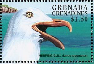 Colnect-4213-469-American-Herring-Gull---Larus-smithsonianus.jpg