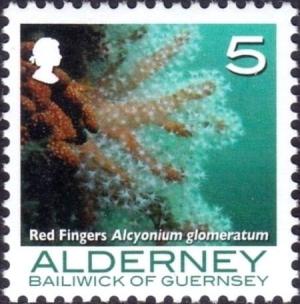 Colnect-4428-119-Red-Sea-Fingers-Alcyonium-glomeratum.jpg
