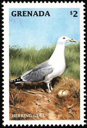 Colnect-4581-482-American-Herring-Gull----Larus-smithsonianus.jpg