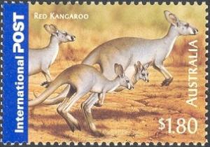 Colnect-471-259-Red-Kangaroo-Macropus-rufus.jpg