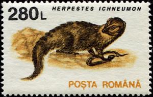 Colnect-4860-356-Egyptian-Mongoose-Herpestes-ichneumon.jpg