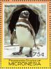 Colnect-1620-640-Magellanic-Penguin-Spheniscus-magellanicus.jpg