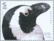 Colnect-182-530-African-Penguin-Spheniscus-demersus.jpg