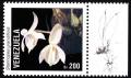Colnect-2995-795-Stanhopea-grandiflora.jpg