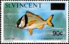 Colnect-1997-489-Atlantic-Porkfish-Anisotremus-virginicus---surcharged.jpg