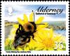 Colnect-5452-001-Tawny-Mining-Bee-Andrena-fulva-.jpg