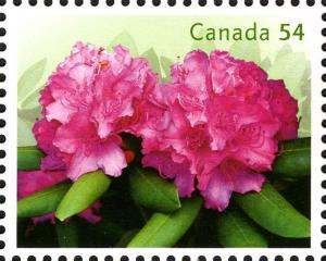 Colnect-766-393-Pink-Rhododendrons.jpg