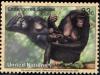 Colnect-2567-700-Bonobo-Pan-paniscus.jpg