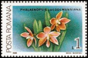 Colnect-3197-906-Phalaenopsis-lueddemanniana.jpg