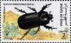 Colnect-3478-608-Elegant-rhinoceros-beetle.jpg