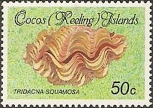Colnect-3087-885-Fluted-Giant-Clam-Tridacna-squamosa.jpg