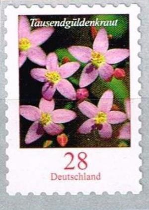 Colnect-4875-940-Flowers---Centaurium-erythraea---Gentian.jpg