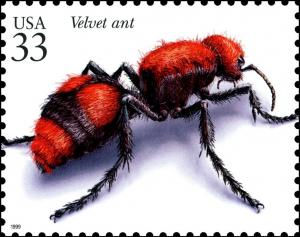 Colnect-6228-462-Red-Velvet-Ant-Dasymutilla-occidentalis-.jpg