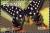 Colnect-1593-004-Madagaskar-Giant-Swallowtail-Papilio-antenor.jpg