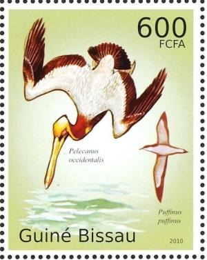 Colnect-3967-945-Brown-Pelican-Pelecanus-occidentalis-Manx-Shearwater-Puf.jpg