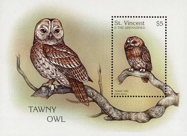 Colnect-860-639-Tawny-Owl-Strix-aluco.jpg