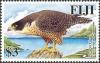 Colnect-1613-748-Peregrine-Falcon-Falco-peregrinus-ssp-macropus.jpg