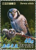 Colnect-3266-431-Northern-hawk-owl-Surnia-ulula.jpg