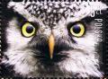 Colnect-4550-685-Northern-hawk-owl-Surnia-ulula.jpg