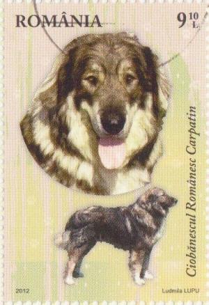 Colnect-1340-687-Romanian-Carpathian-Shepherd-Canis-lupus-familiaris.jpg