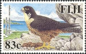 Colnect-1613-746-Peregrine-Falcon-Falco-peregrinus-ssp-macropus.jpg