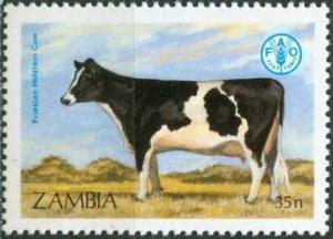 Colnect-1699-165-Friesian-Holstein-Cattle-Bos-primigenius-taurus.jpg