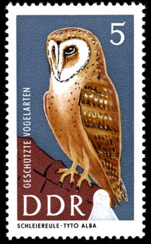 Colnect-1974-954-Common-Barn-Owl-Tyto-alba.jpg